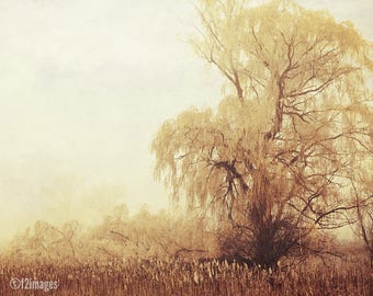 Graceful; rustic decor, fine art photography, gold tones art; weeping willow; cottage decor; by F2images