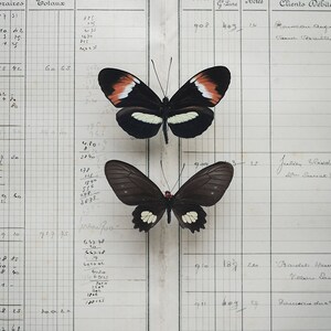 Könnte beinhalten: Zwei Schmetterlinge, die auf einer Seite eines alten Ledgers befestigt sind. Der obere Schmetterling hat schwarze Flügel mit weißen und orangefarbenen Markierungen. Der untere Schmetterling hat schwarze Flügel mit weißen Markierungen. Die Ledger-Seite enthält handschriftliche Zahlen und Text.