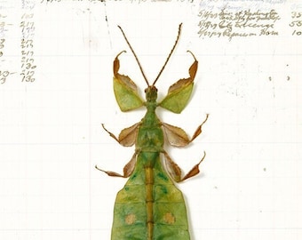 5x7 Leaf Bug
