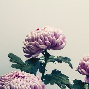 Mum Trio; fine art photography, modern, wall art, floral photography, floral, art, photo, botanical, pink floral by F2images