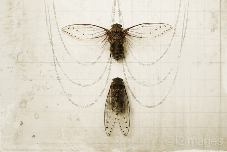 4x6 Cicada Pair image 1