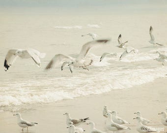 Seagulls; lake art, beach art, coastal art, fine art photography, wall art, by F2images