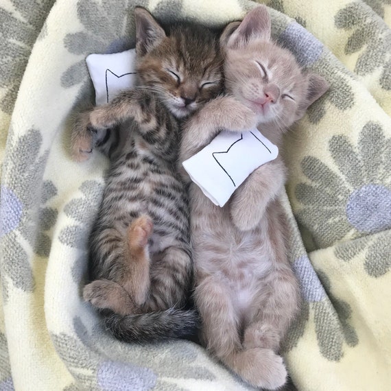 kitty cat pillow