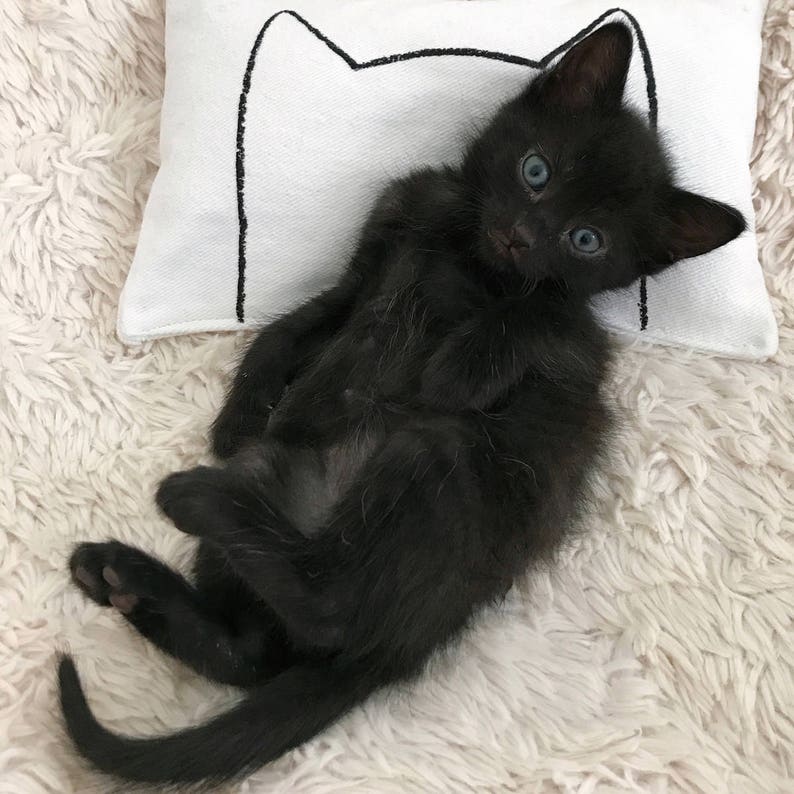 Catnip Cat Bed Pillow