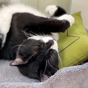 Organic Catnip Cat Kicker Toy: USA Made Cotton Pillow for IKEA Duktig Bed
