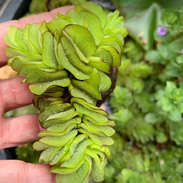 Salvinia Natans Floating Pond Plant 2 Plants. No shipping to Texas, Florida and Louisiana