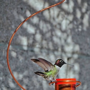 May include: A hummingbird feeder with a copper-colored base and a red top. A hummingbird is perched on the feeder, with its wings spread out.