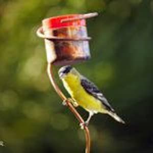 May include: A yellow and black bird perched on a copper-colored bird feeder. The feeder has a red lid and a small perch. The background is a blurred green, suggesting foliage.