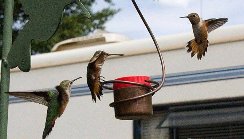 Pode incluir: Tr&ecirc;s beija-flores, dois marrons e um verde, est&atilde;o empoleirados em um bebedouro. O bebedouro &eacute; um recipiente de metal com uma tampa vermelha e uma base marrom. Os beija-flores est&atilde;o todos olhando para a c&acirc;mera.