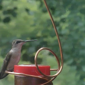 Window-Mounted Hummingbird Feeder, Bee-Proof and Drip-Free image 1