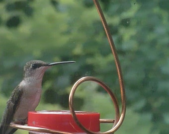 Window-Mounted Hummingbird Feeder, Bee-Proof and Drip-Free