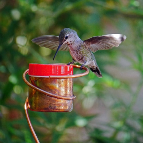 Flower Pot Stake Hummingbird Feeder Bee 