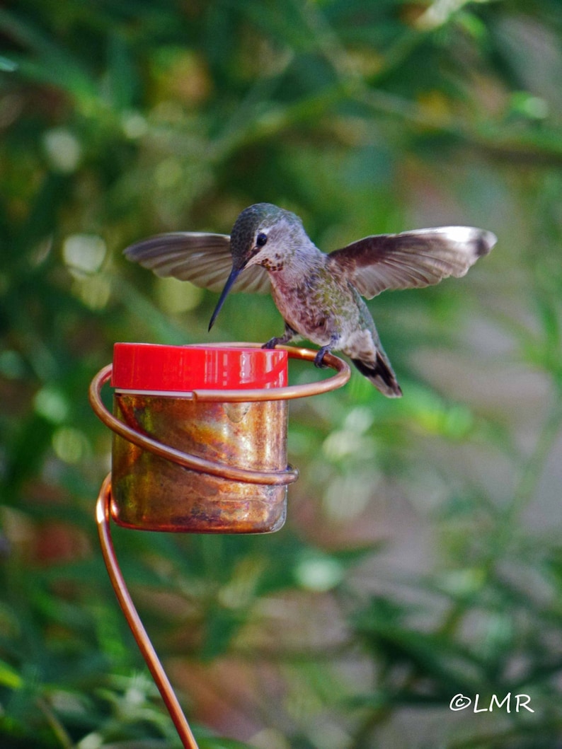 Flower Pot Stake Bee Proof Copper Hummingbird Feeder Etsy
