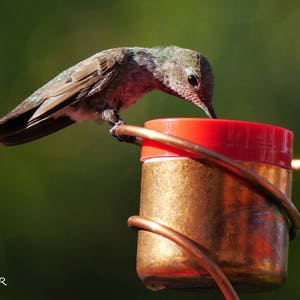 May include: A hummingbird with iridescent green and brown feathers drinks from a red-topped, gold-colored bird feeder. The feeder is encircled by copper-colored wire. The background is a blurred green.