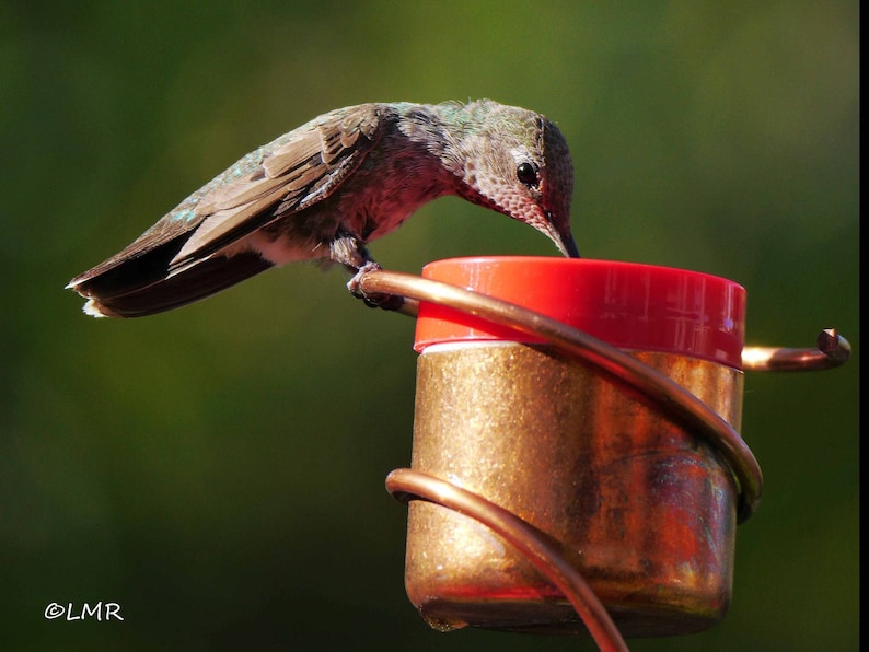 May include: A hummingbird with iridescent green and brown feathers drinks from a red-topped, gold-colored bird feeder. The feeder is encircled by copper-colored wire. The background is a blurred green.