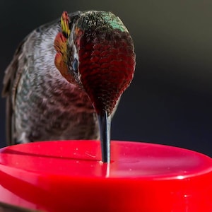 May include: A hummingbird with iridescent green and red feathers is drinking nectar from a red hummingbird feeder.