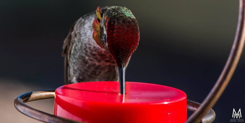 May include: A hummingbird with iridescent green and red feathers is drinking nectar from a red hummingbird feeder.