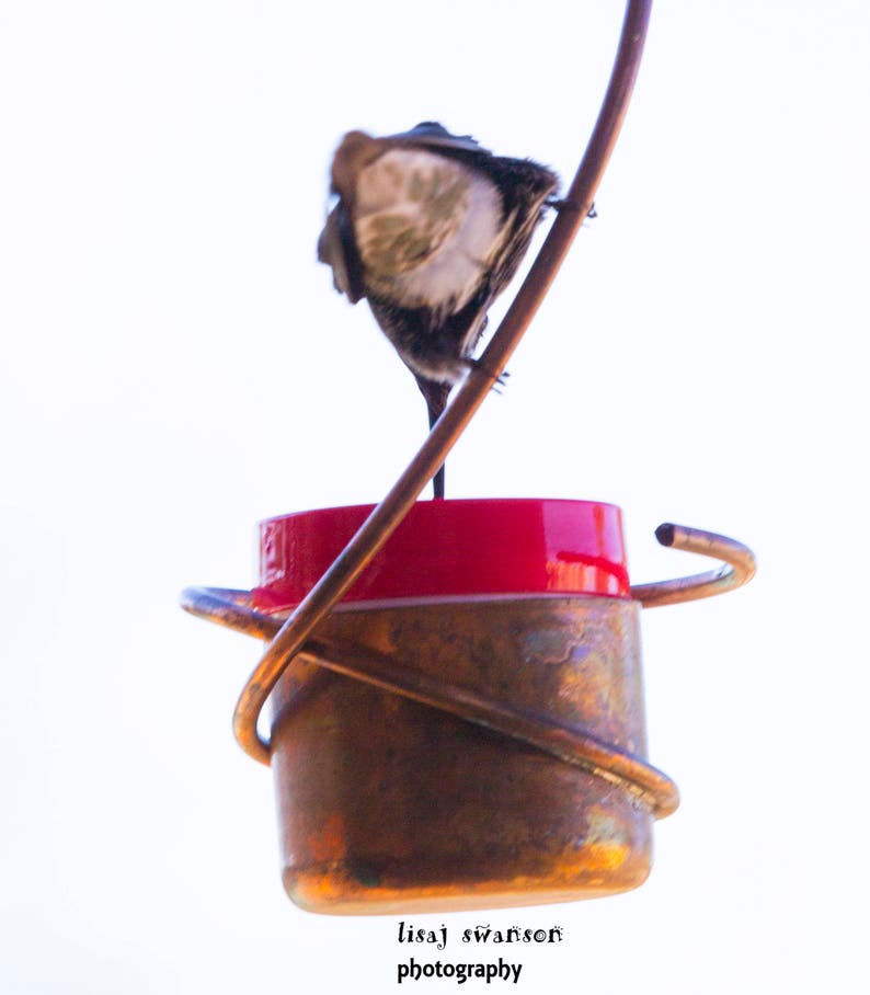 Bee-Proof, Drip-free Copper Hummingbird Feeder with Metal Hummingbird image 9