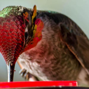 Pode incluir: Close-up de um beija-flor com penas verdes, vermelhas e pretas iridescentes, bebendo n&eacute;ctar de um bebedouro vermelho.