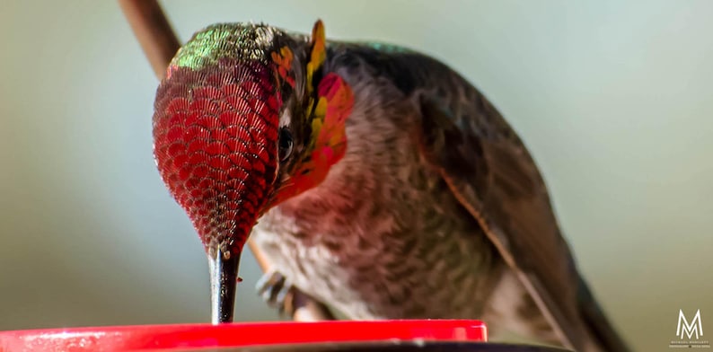 Pode incluir: Close-up de um beija-flor com penas verdes, vermelhas e pretas iridescentes, bebendo n&eacute;ctar de um bebedouro vermelho.