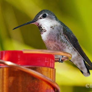 May include: A hummingbird with iridescent green and gray feathers perches on a copper-colored bird feeder with a red top. The bird has a long, slender beak and is set against a blurred green and yellow background.