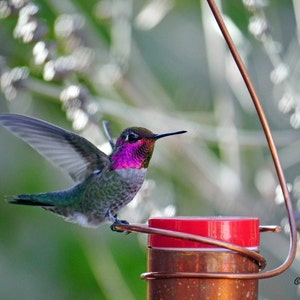 Bee-Proof, Drip-free Copper Hummingbird Feeder Version I image 1