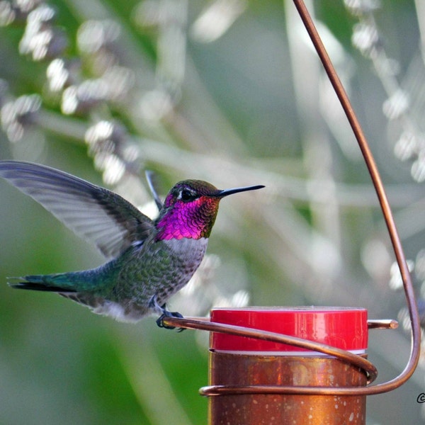 Bee-Proof, Drip-free Copper Hummingbird Feeder Version I