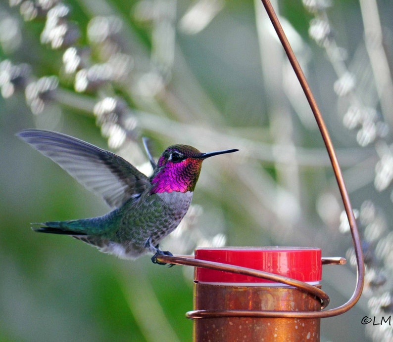 Pode incluir: Um beija-flor com cabe&ccedil;a rosa e corpo verde pousa em um bebedouro de cobre com topo vermelho. O beija-flor est&aacute; em foco, enquanto o fundo est&aacute; desfocado.