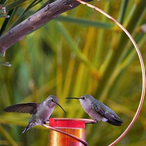 May include: Two hummingbirds, one green and one gray, perch on a copper hummingbird feeder with a red top. The feeder is suspended from a copper wire loop.