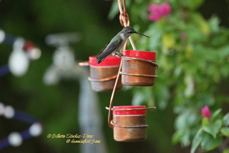 Three Station Hummingbird Feeder Bee and Wasp Proof Solid Etsy