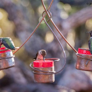 May include: Three hummingbirds feed from a triple feeder with red glass inserts. The feeder is made of copper wire and hangs from a tree branch.