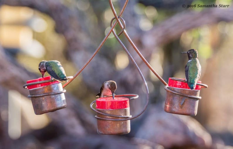 May include: Three hummingbirds feed from a triple feeder with red glass inserts. The feeder is made of copper wire and hangs from a tree branch.