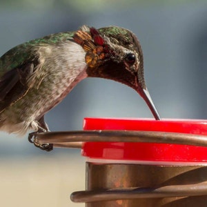 Pode incluir: Um beija-flor com penas verdes e marrons est&aacute; bebendo n&eacute;ctar de um bebedouro vermelho. O bebedouro est&aacute; preso a um suporte de metal de cor cobre.
