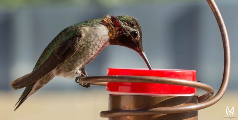 Pode incluir: Um beija-flor com penas verdes e marrons est&aacute; bebendo n&eacute;ctar de um bebedouro vermelho. O bebedouro est&aacute; preso a um suporte de metal de cor cobre.