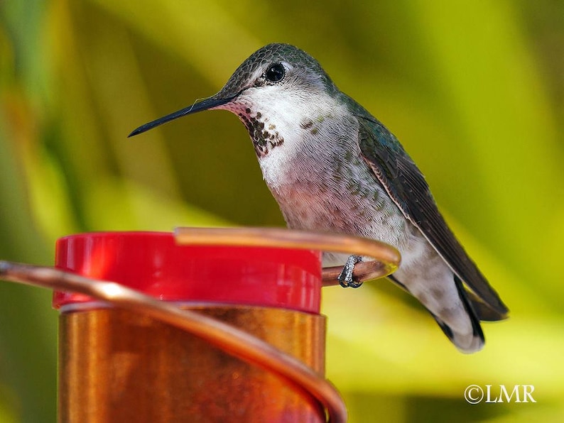 May include: A small, green and gray hummingbird perched on a copper feeder with a red top. The hummingbird has a long, thin beak and is facing to the right.