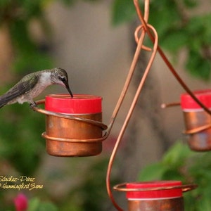 May include: A hummingbird feeds from a copper hummingbird feeder with red plastic tops. The feeder hangs from a copper wire. The image includes the text "@Hummingbird Zone".