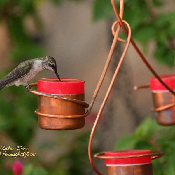 Best Hummingbird Feeder Etsy