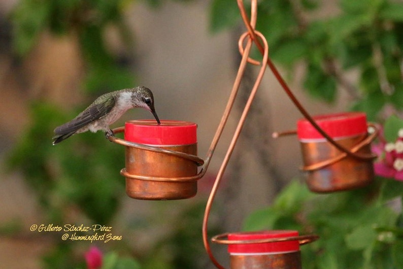 Three Station Bee And Wasp Proof Copper Hummingbird Feeder Etsy