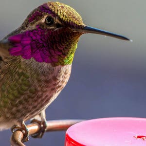 May include: A close-up of a hummingbird perched on a red feeder. The hummingbird has iridescent green and purple feathers and a long, thin beak.