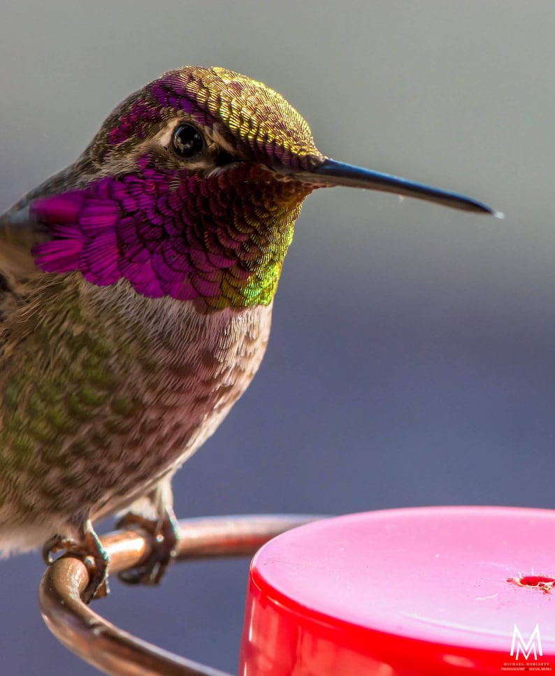 May include: A close-up of a hummingbird perched on a red feeder. The hummingbird has iridescent green and purple feathers and a long, thin beak.