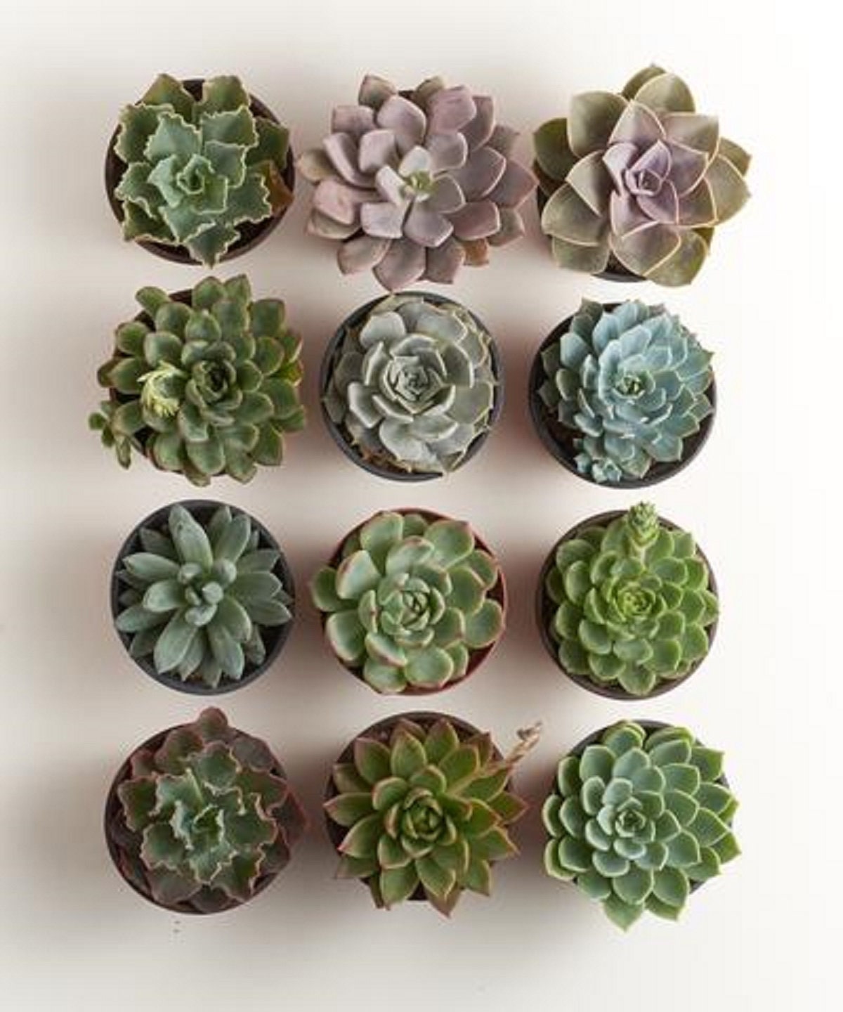  Birthday Gifts for Women,Bestfriend Gifts for Women,Unique Gift  Ideas for Birthday,Inspirational Gifts for Women,Graduation Gifts, Plastic  Succulent Pots Gifts with Gift Boxed(You are Loved) : Patio, Lawn & Garden