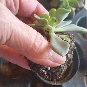 May include: A small succulent plant with pale green leaves is held in a small black pot filled with soil. The plant is being held by a person. Other succulent plants are visible in the background.
