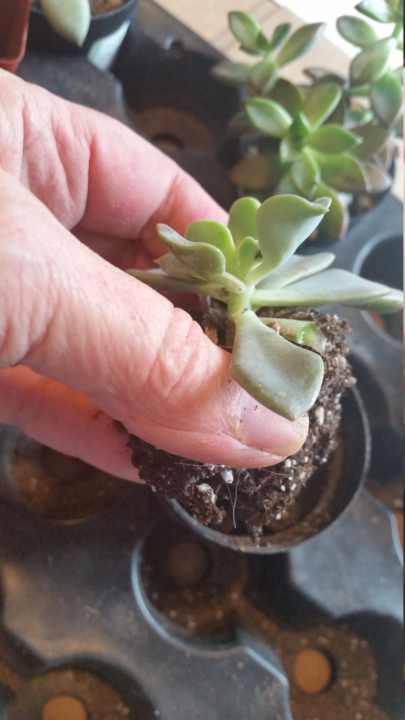 May include: A small succulent plant with pale green leaves is held in a small black pot filled with soil. The plant is being held by a person. Other succulent plants are visible in the background.