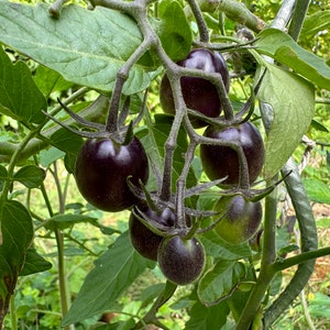 Organic Heirloom Indigo Rose Tomato Seeds