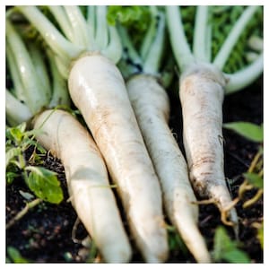 Lunar White Carrot Seeds