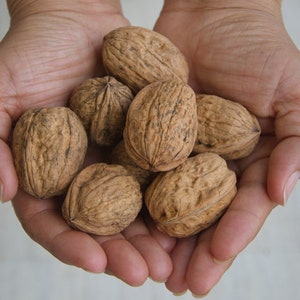 ENGLISH WALNUT Seed aka Common, Hardy Carpathian, Persian Nut Fruit Tree Juglans Regia Orientis Seeds