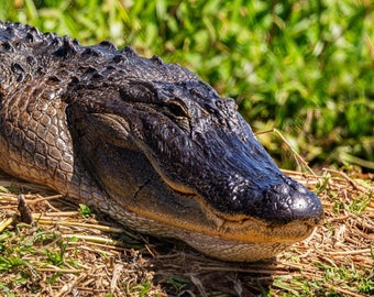 Alligator Sunning — An alligator sunbathing at Kissimmee Prairie Reserve State Park in Florida