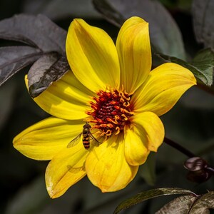 May include: A yellow flower with a red and orange center. A bee is perched on the flower.