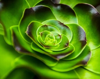 Succulent Close-Up — A close-up of a purple rose tree aeonium (Aeonium arboreum ‘Atropurpureum’) in the desert room of Phipps Conservatory.