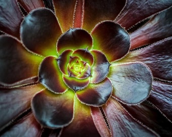 Black Rose Aeonium — A close-up of a Black rose aeonium (Aeonium arboreum ‘Zwartkop’) in the desert room of Phipps Conservatory.